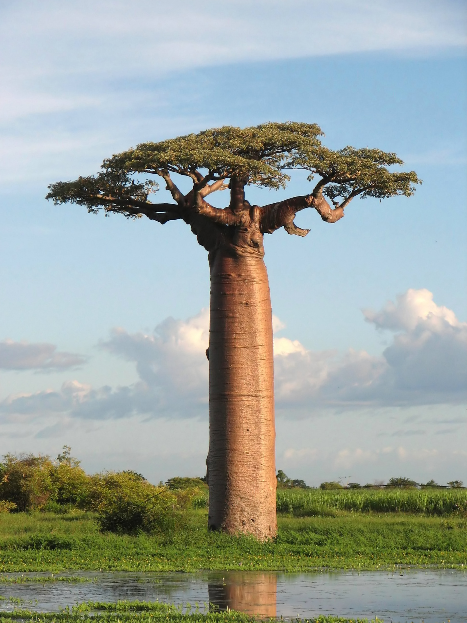 Grandidier's Baobab, picture taken near Morondava, Madagascar