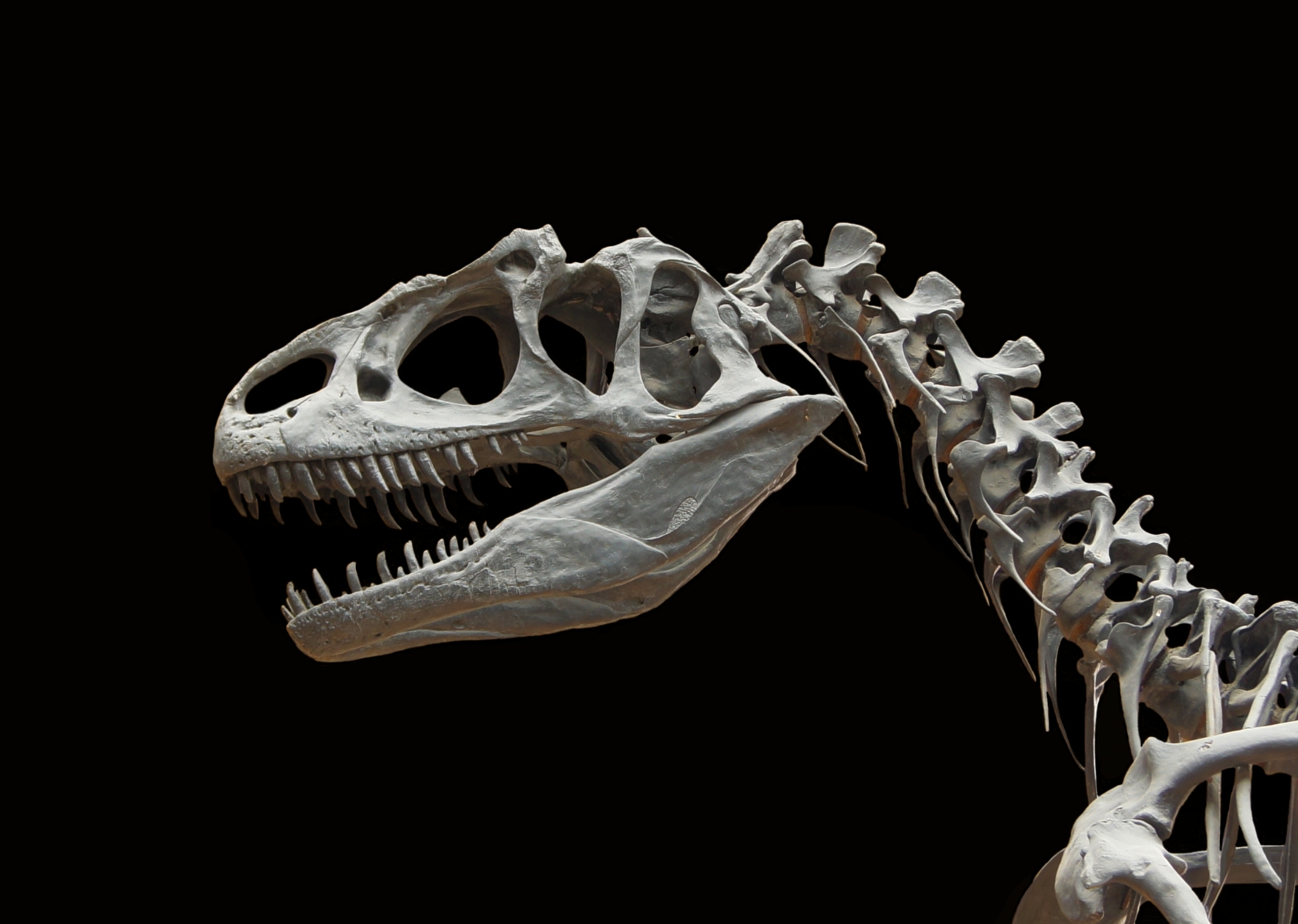 Skull and neck vertebrae cast of an Allosaurus fragilis specimen from Utah, USA (Muséum National d'Histoire Naturelle, Paris, France)