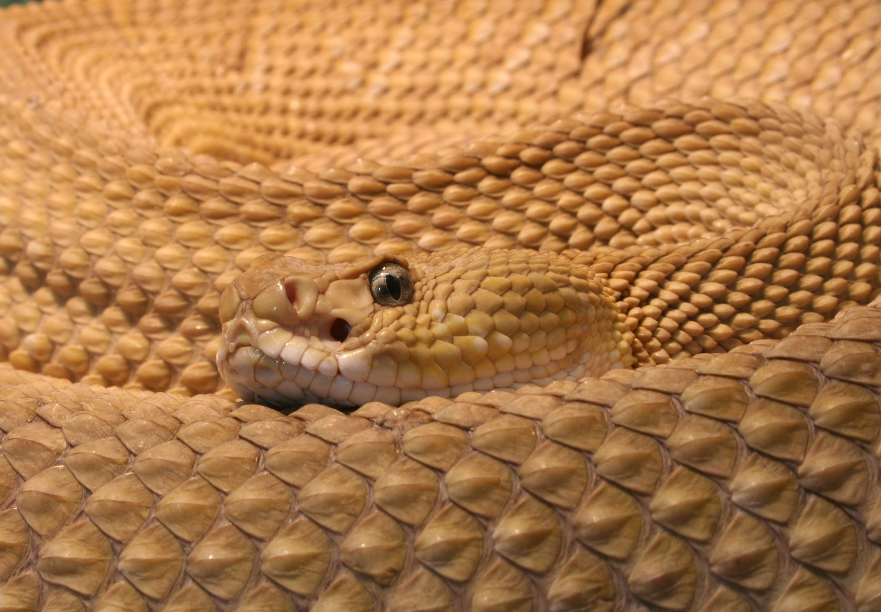 Mexican west coast rattlesnake, Mexican green rattler (Crotalus basiliscus)