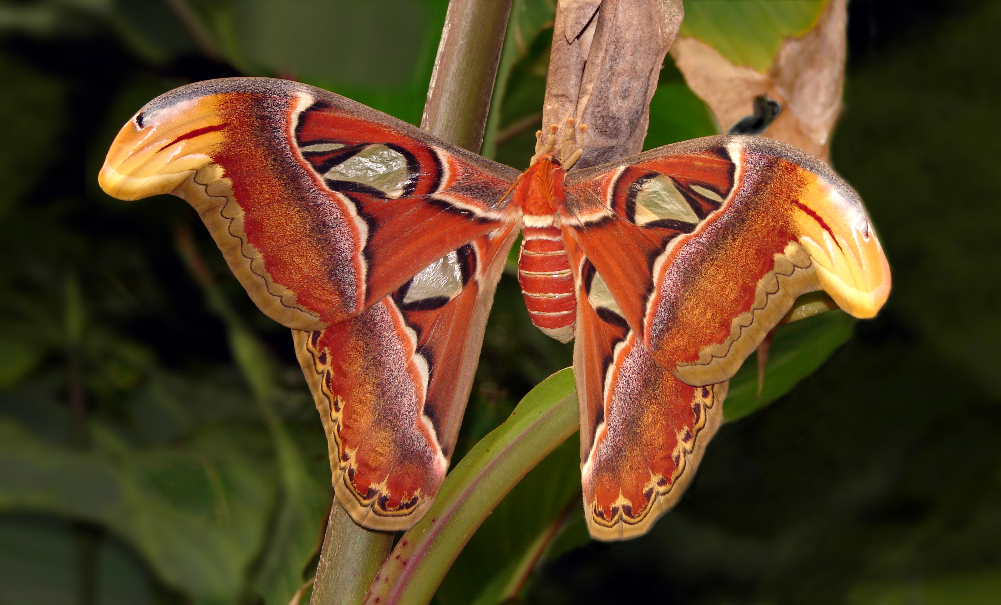 Atlas moth (Attacus atlas), London Zoo