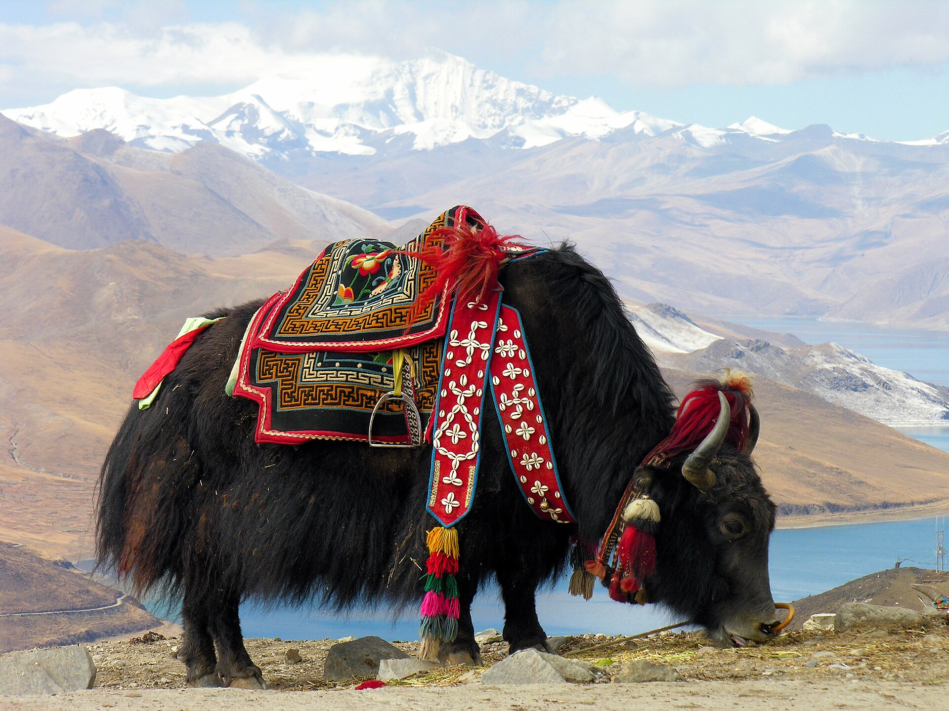 Yak near Yamdrok lake, Tibet