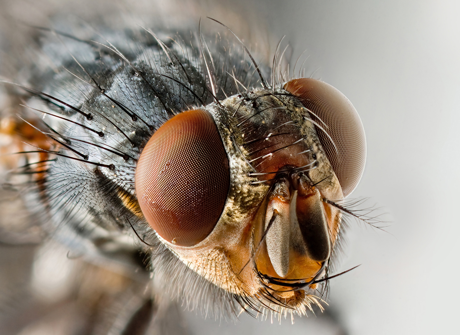 Housefly, Austin's Ferry, Tasmania, Australia