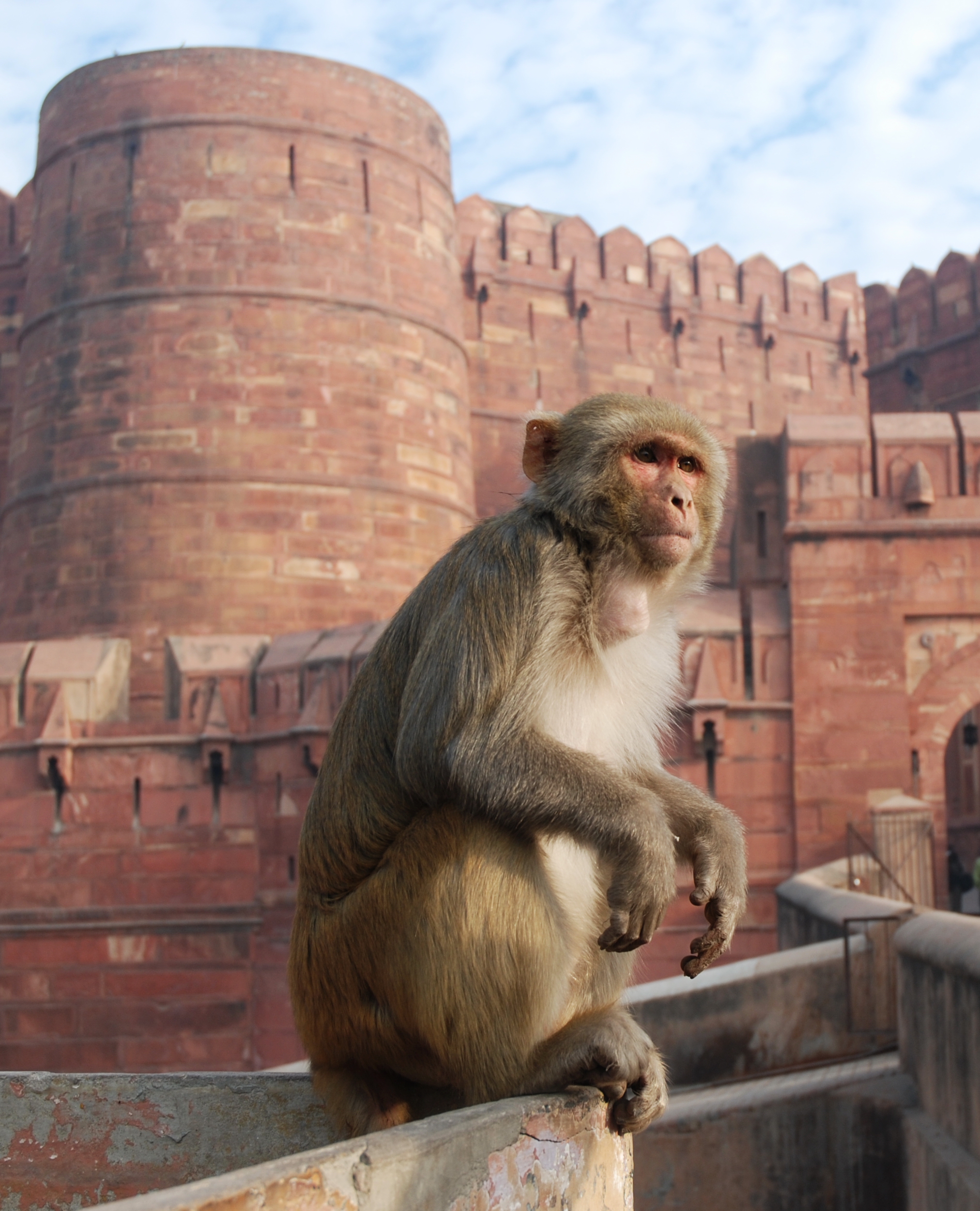 Rhesus Macaque (Macaca mulatta) in Agra, northern India