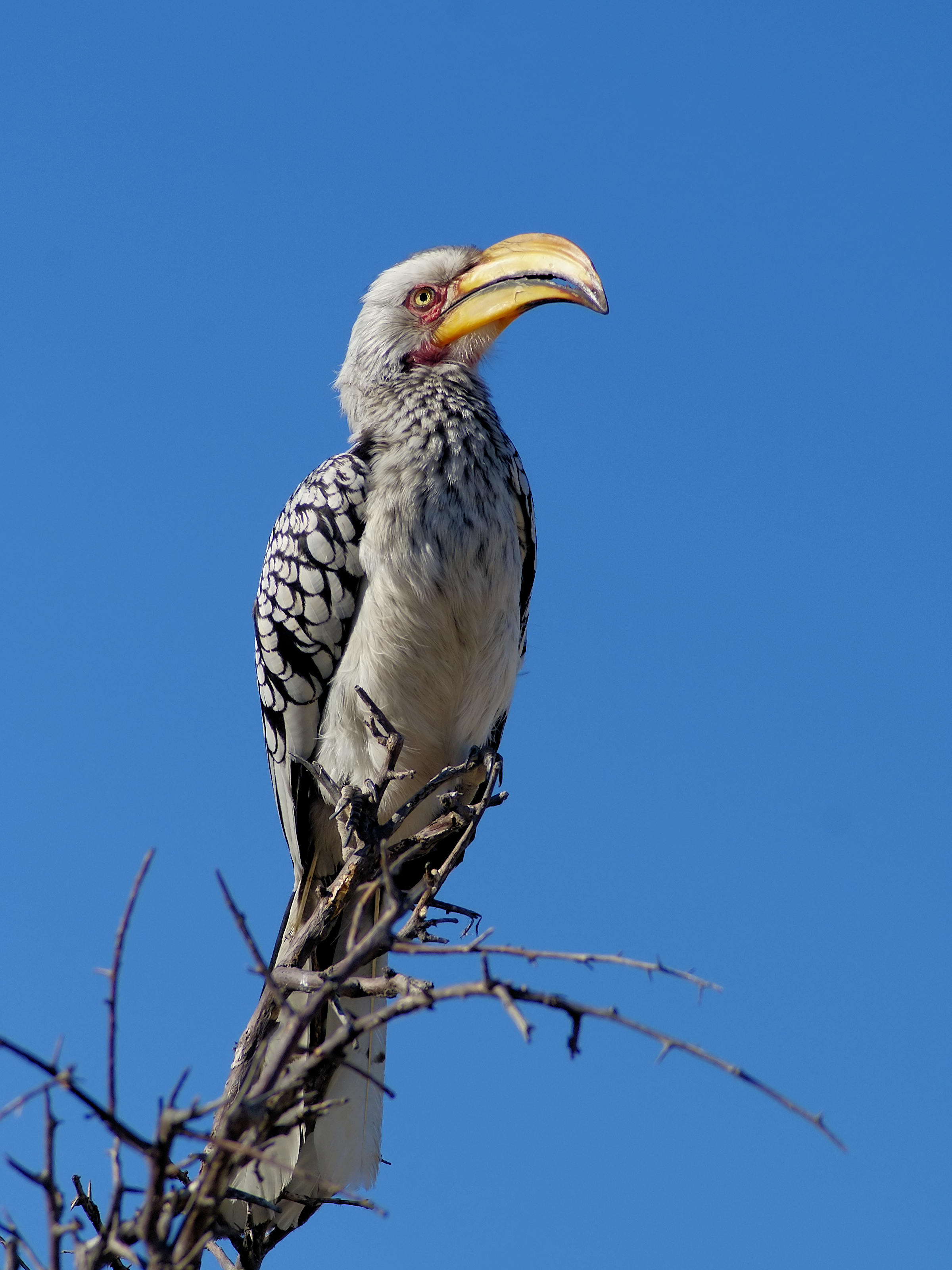 A Southern yellow-billed hornbill near Groot Okevi, in the eastern part of Etosha National Park, Namibia