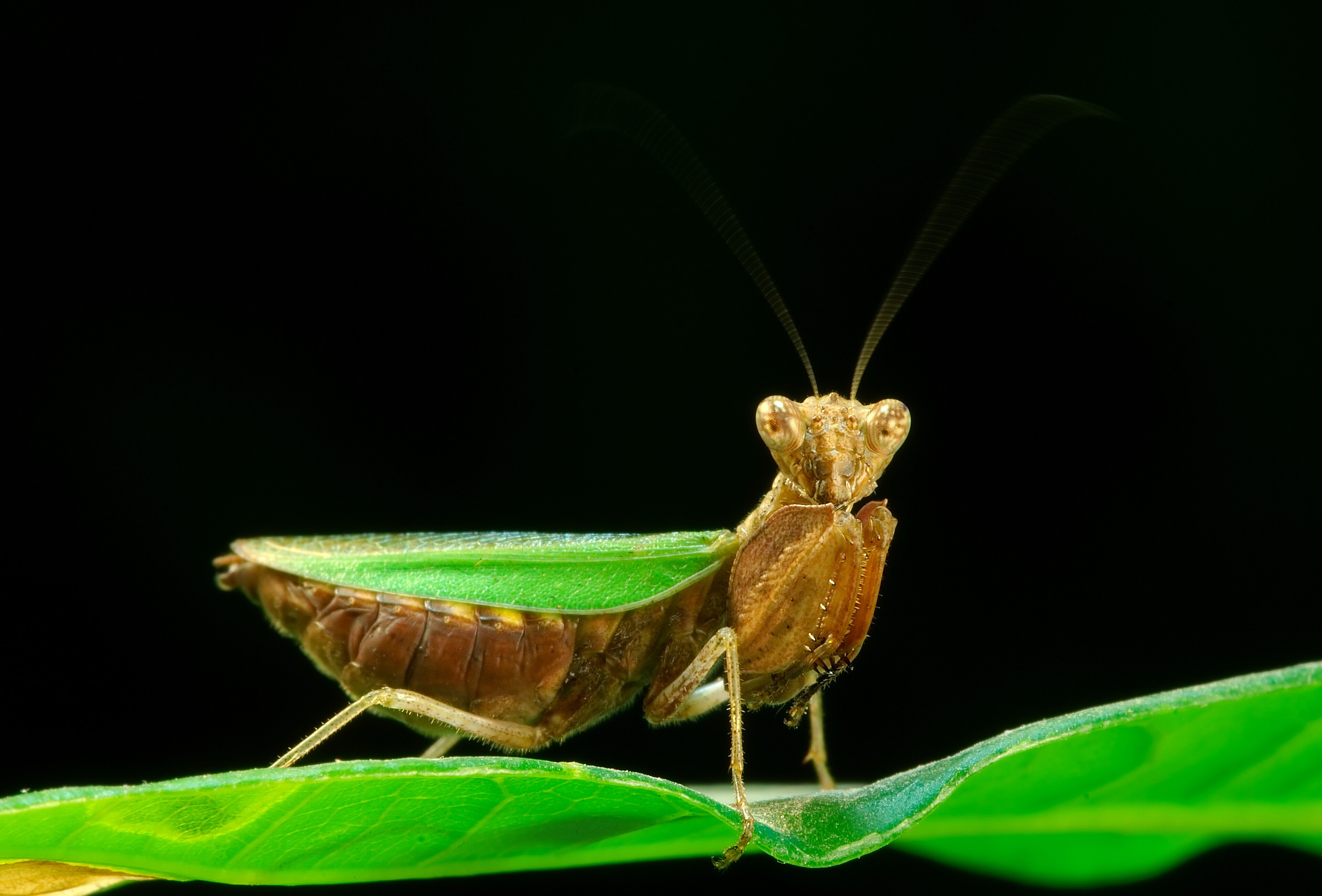 Indian mantis (Ephestiasula sp.)